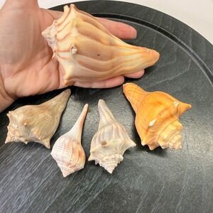 Natural Whelk Conch Sea Shells Set of 5 Coastal Decor Beach Craft Specimen Mixed